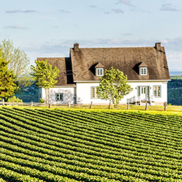 Quebec Vineyard