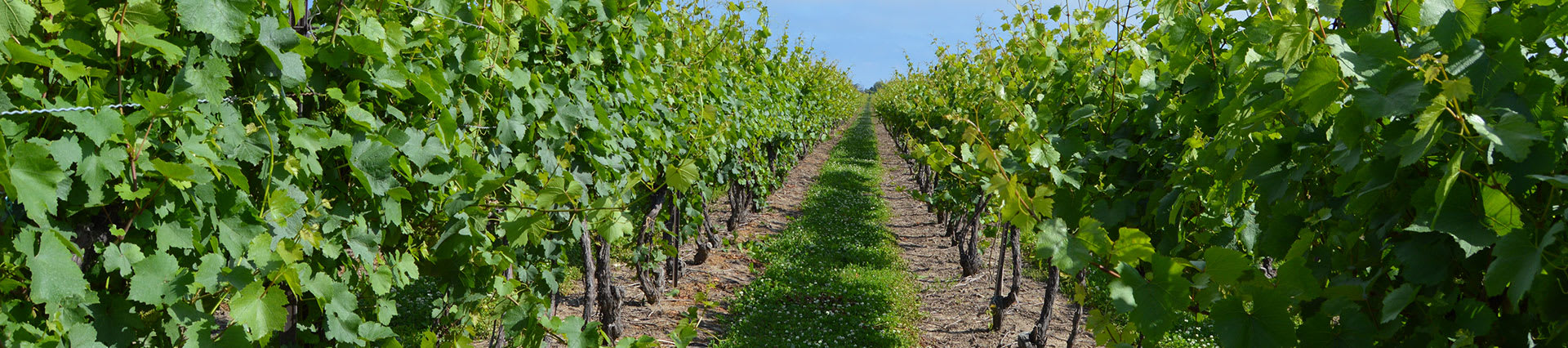 CGCN Certification