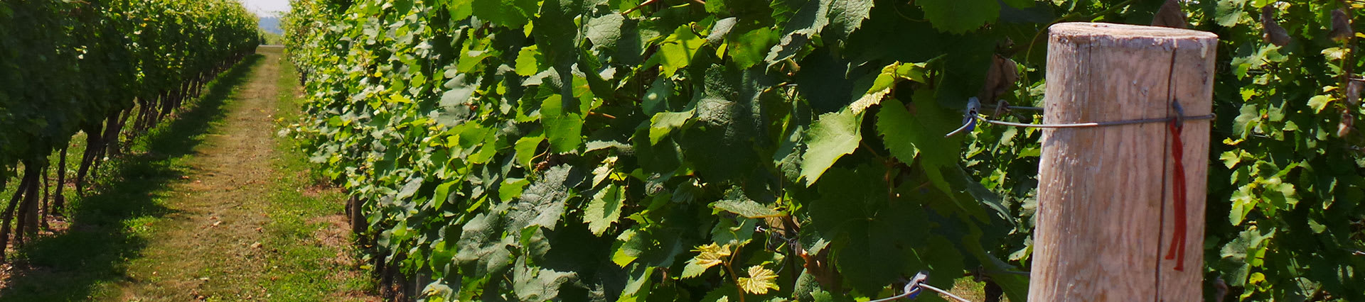 CGCN Contact