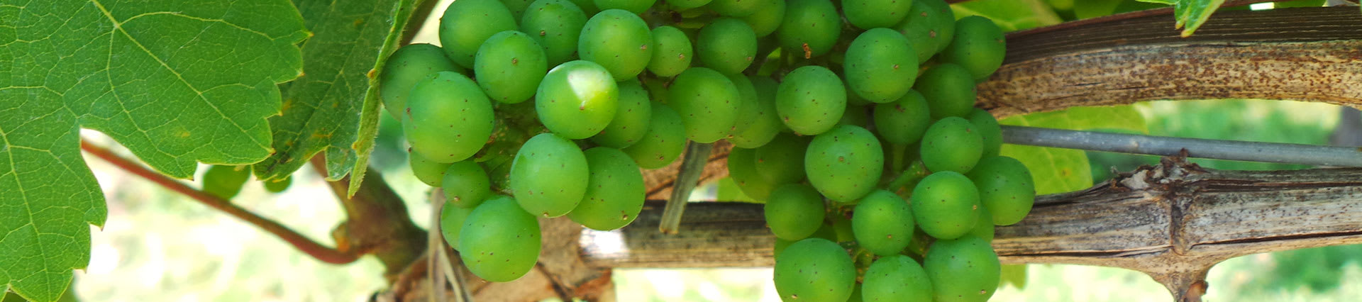 CGCN News