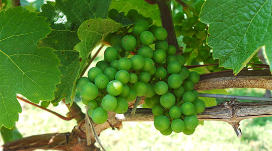 CGCN Resources