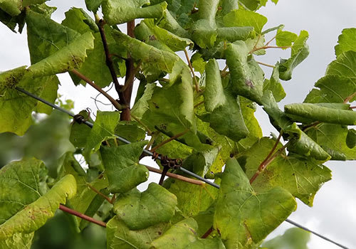 Leaf Roll | CGCN